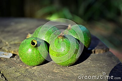 Green fruits of the American Genipa on a rustic wooden table Stock Photo