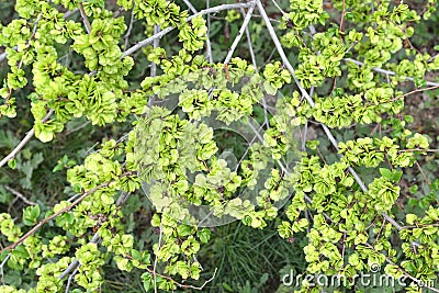 Green fruits of an elm stocky Ulmus pumila L., background Stock Photo