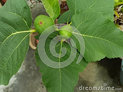 green and frui Stock Photo