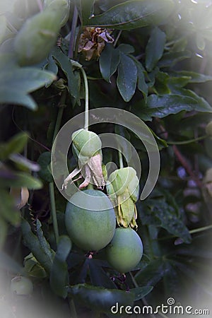 Green fruits Passiflora incarnata Stock Photo