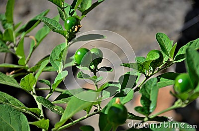 Green fruits of Solanum pseudocapsicum in the yard Stock Photo