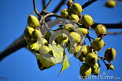 Green fruits from the tree paulownia tomentosa Stock Photo