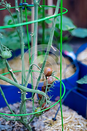 Green galvanized tomato cage holds cluster of black cherry tomatoes plant growing in container with thick mulch layer at homestead Stock Photo