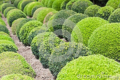 Green garden balls in France Stock Photo