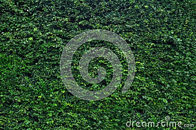 Green garden hedge Stock Photo