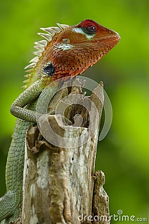 Green garden lizard III Stock Photo