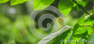 A green garden lizard peeks out from a leaf, Colorful lizard creature in the garden Stock Photo