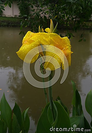 Canna lilly yellow flower Stock Photo