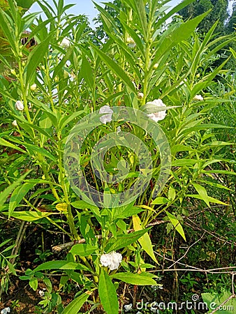 Green gardens white bird flower small leaves beautiful looks Stock Photo