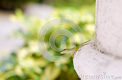 Gecko, full length, clung to stone pillar Stock Photo