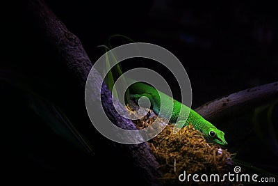 Green Gecko Hidding in a Tree Stock Photo