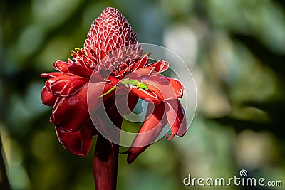 A Green Gecko Lizard on a Red Torch Ginger Flower Blossom Petal in Nature Stock Photo