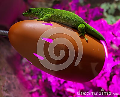 Green Gecko lizard on warm electric lamp Stock Photo