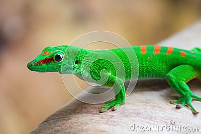 Green gecko Stock Photo