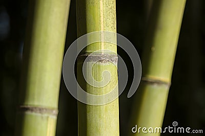 Green giant bamboo stems Stock Photo