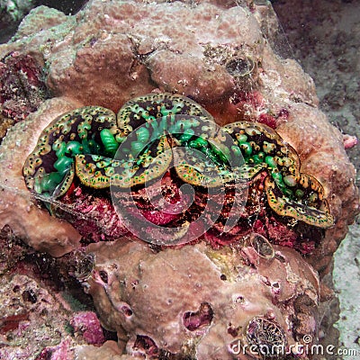 Green giant clam close-up Indian ocean Stock Photo