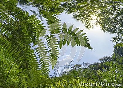 Green Giant Fern Leaves Growing in Rainforest Jungle. Reach For The Highest Sky. Concept of Hope and Ambition. Angiopteris evecta Stock Photo