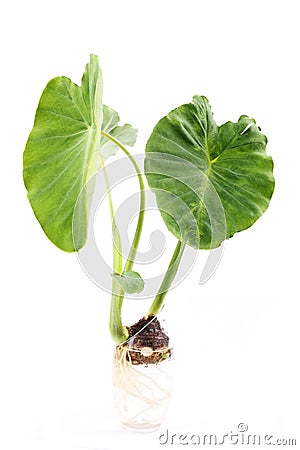 Green giant taro Stock Photo