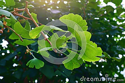 Green Ginkgo Biloba (Maidenhair Tree) leaves and branches in the garden Stock Photo