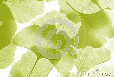 Green ginkgo leafs - Ginkgo biloba Stock Photo