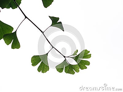 Green ginkgo leaves, leaves with rain Stock Photo