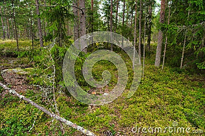 Green glade edge field in mysterious pine forest, Park Mon Repos, Vyborg, Russia Stock Photo