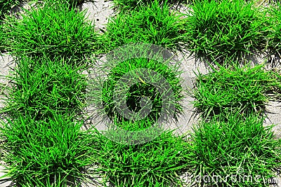 Green grass,grassland,lawn Stock Photo