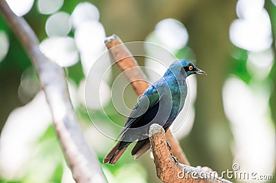 A Green Glossy Starling perched on a tree. Metallic Green colored bird Stock Photo