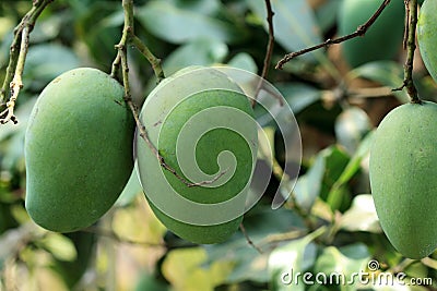 Green Golapkhas Mangoes Stock Photo