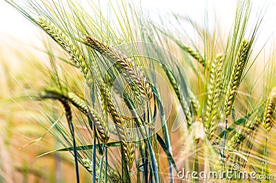 Green & Gold Crop Field Stock Photo