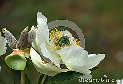 green golden shimmering beetle on peony flower Stock Photo