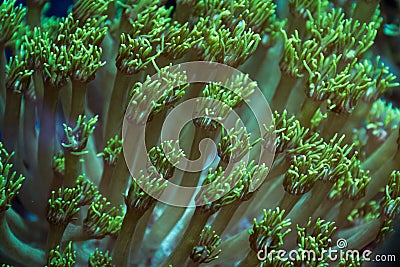 Green Goniopora Coral Tentacles Extended Vertically into Current Stock Photo