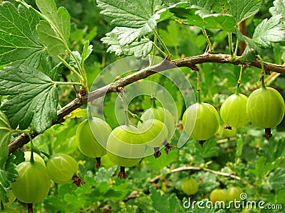 Green gooseberries Stock Photo