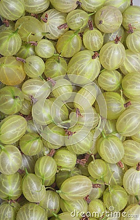 Green gooseberries Stock Photo