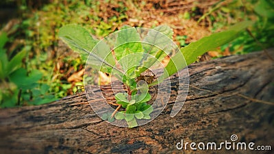 Green graas Stock Photo