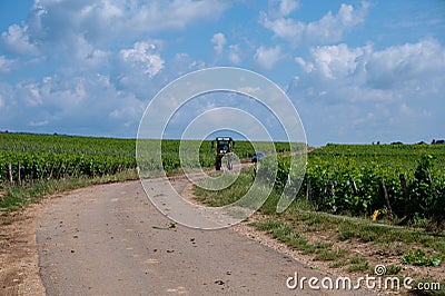 Green grand cru and premier cru vineyards with rows of pinot noir grapes plants in Cote de nuits, making of famous red Burgundy Editorial Stock Photo