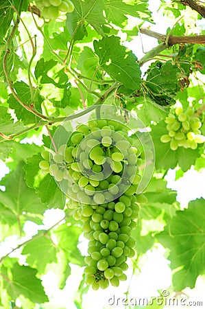 Green grape Stock Photo