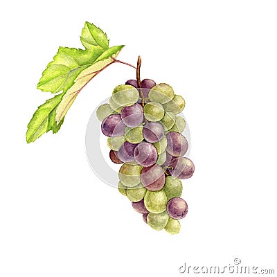 Green grape drawing in watercolor Cartoon Illustration