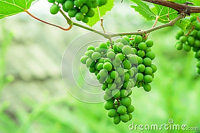 Green grape that ripen. Bunches hanging on a branch Stock Photo