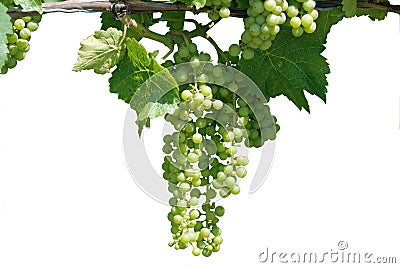 Green grape vine Stock Photo