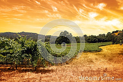 Green Grape Vines Stock Photo