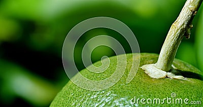 Green Grapefruit Stock Photo
