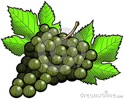 Green Grapes Cartoon Illustration