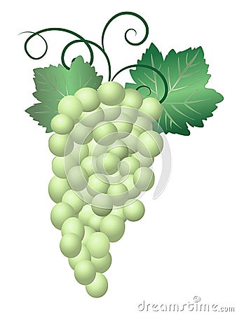 Green Grapes Vector Illustration