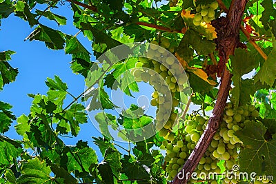 Green grapes Stock Photo