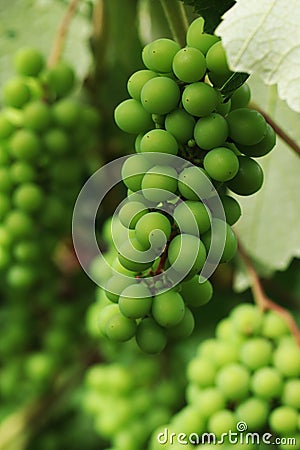 Green grapes in Costa Rica Stock Photo