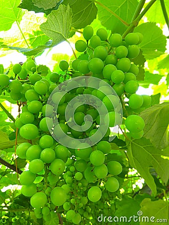 Green grapes early summer Stock Photo