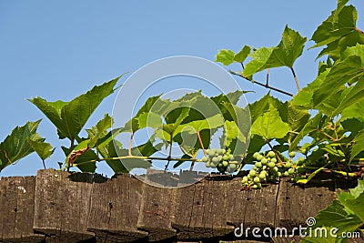 Green grapes on fence Stock Photo