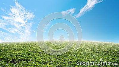 Green grapes field at Damnoen Saduk, Ratchaburi Province. Thailand Stock Photo