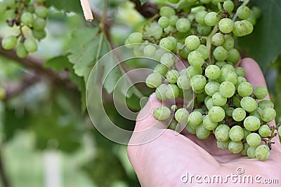 Green grapes from good care in women hand with garden natural. Stock Photo